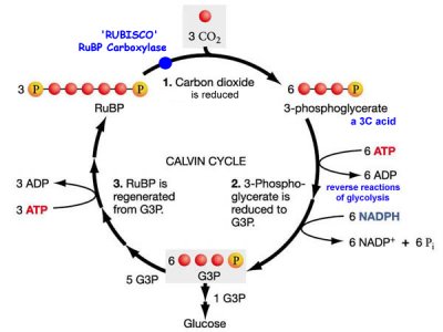 Carbon Fixation Cycle