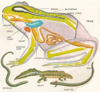 diagram amphibia