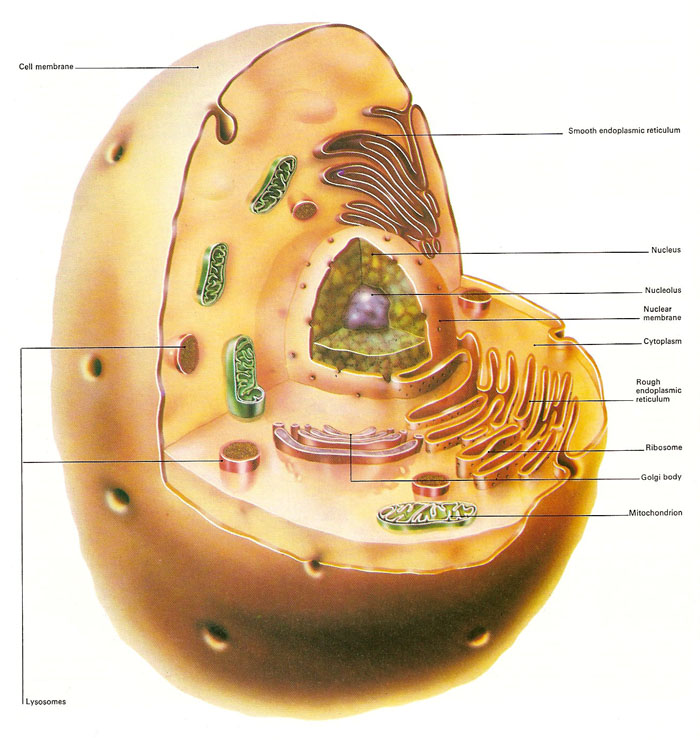 eukaryotic cell structure. Like all eukaryotic cells,