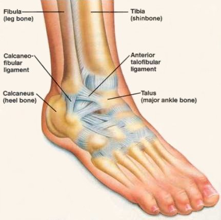 Ankle Physiology
