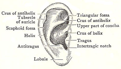 auricle of ear