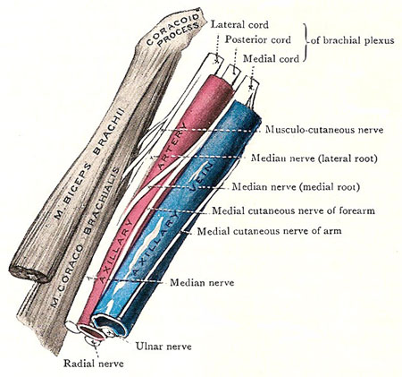 axillary vessels and nerves