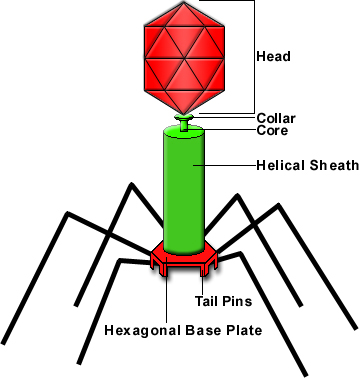A Virus Diagram