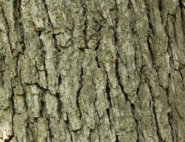 Bark of a white oak