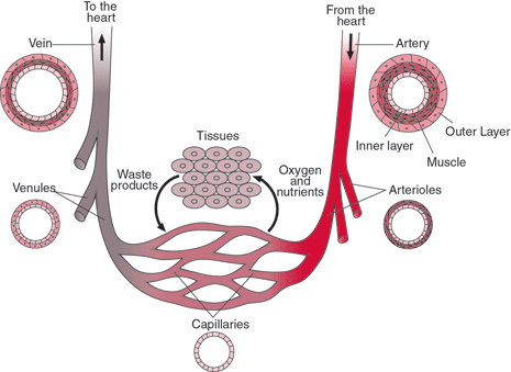 Blood Vessel Structure