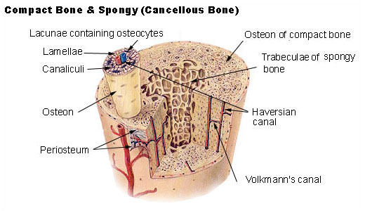 Bone Periosteum
