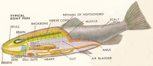 Fish Bone Structure