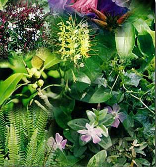 montage of various plants