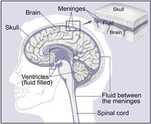 Brain Spaces