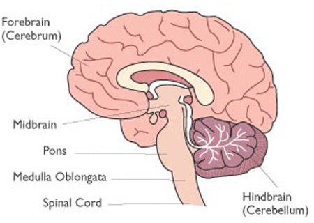 brain stem anatomy