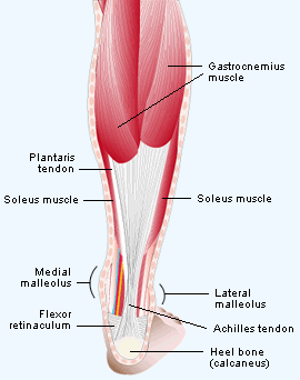 http://www.daviddarling.info/images/calf_muscles.gif