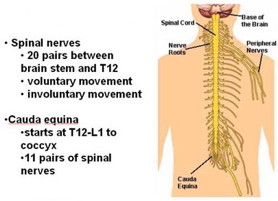 spinal cord anatomy cauda equina
