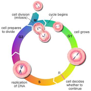 Cellular Cycle