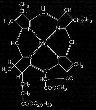 molecule of chlorophyll