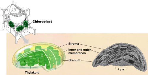chloroplast