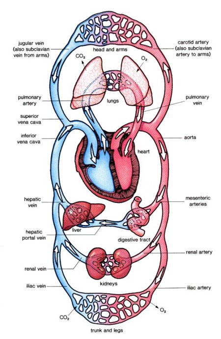 Circulatory system, Functions, Parts, & Facts