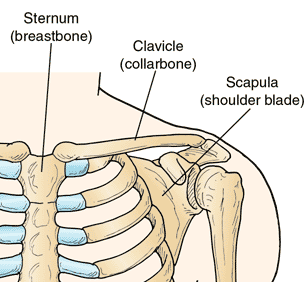 Scapula Bone