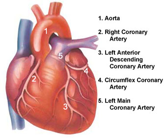 Blood flow through the heart diagram for kids
