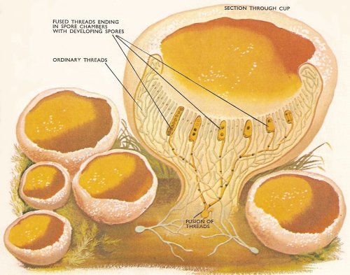 phyla of fungi