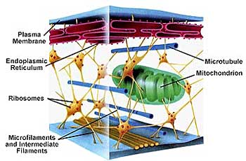 cytoskeleton cell