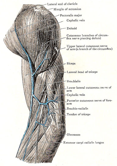 Upper Arm Anatomy