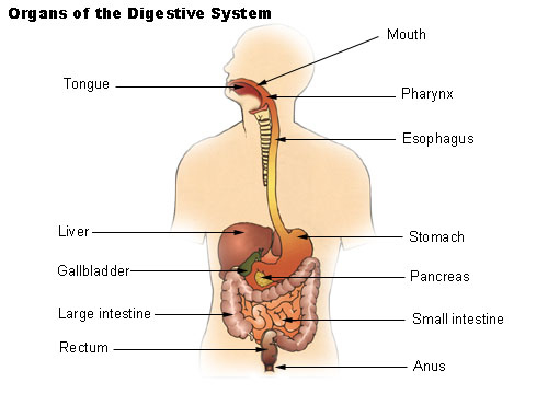 gi tract structure