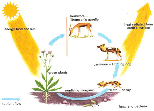 animal ecosystem cycle