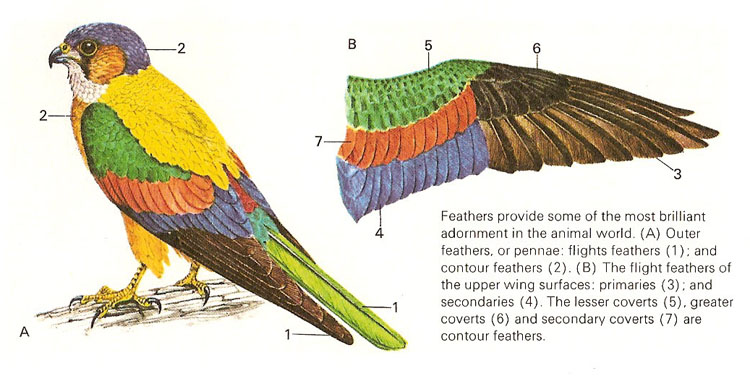 different types of bird feathers