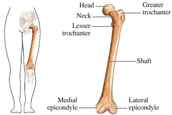 bones femur