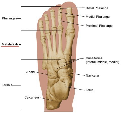 feet bones