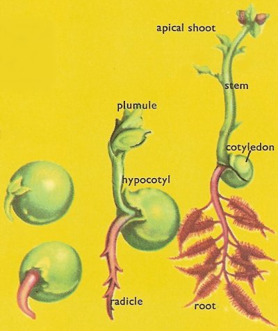 Plant Stages
