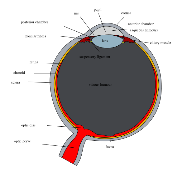 posterior chamber eye