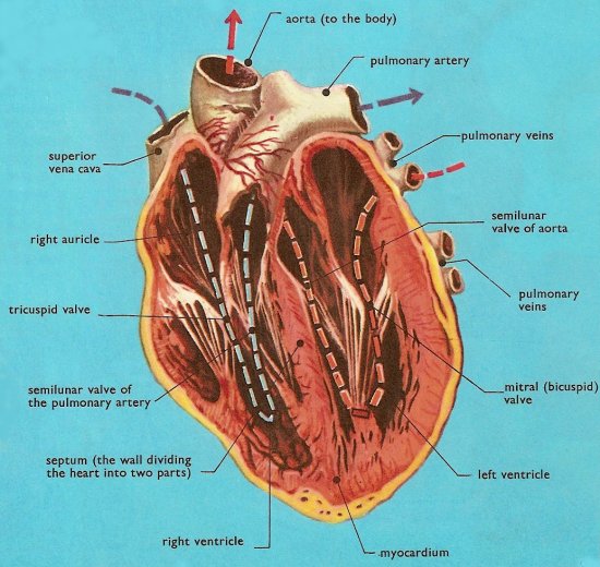 Human+heart+diagram+valves