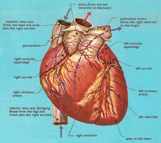 Human Heart Vessels