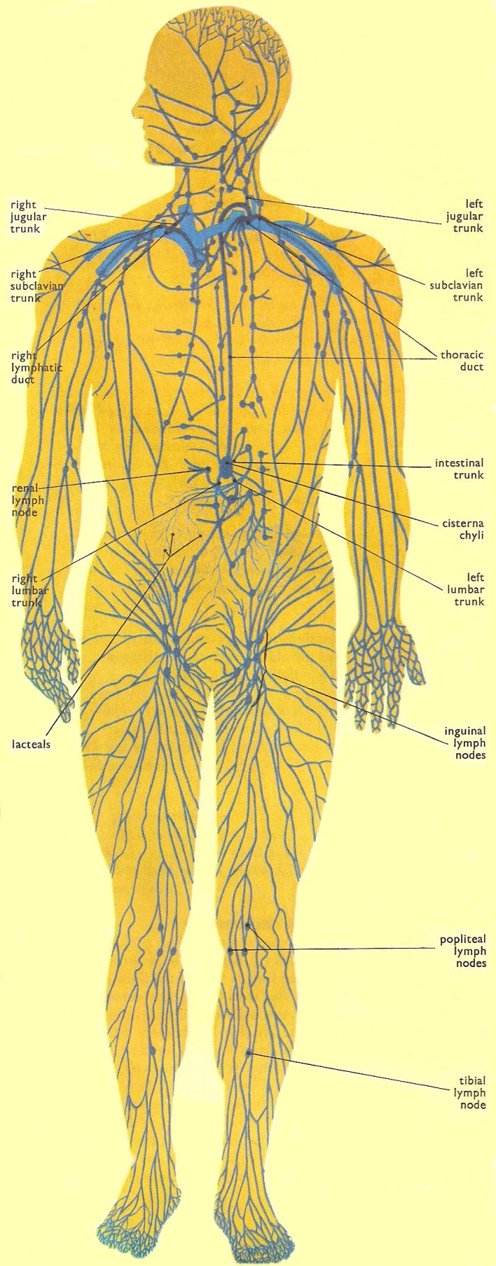 Lymphatic System Pictures