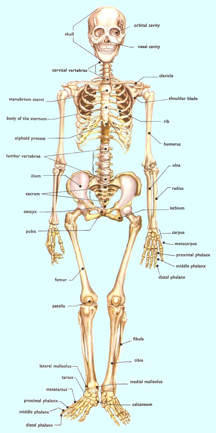 bones of the body diagram