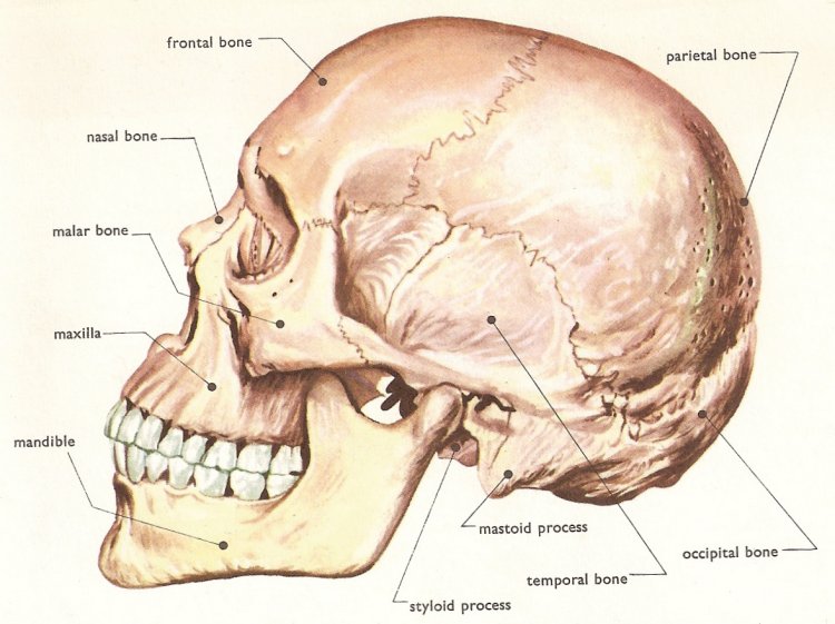 human skull, side view