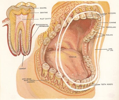 Human Molar Teeth