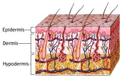 layers of tissue