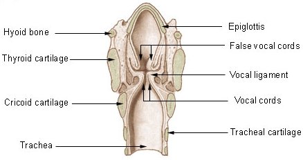 Diagram Larynx