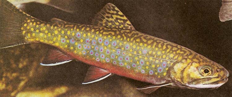 Brook trout and its prominent lateral line