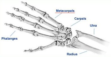 metacarpals anatomy