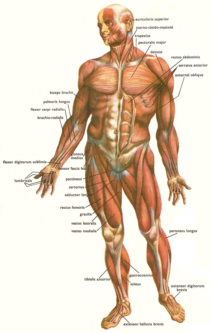 muscles at the front of the human body