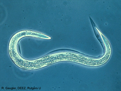 free-living soil nematode