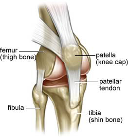 bone under knee cap