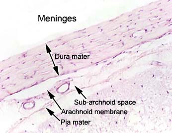 spinal cord meninges histology
