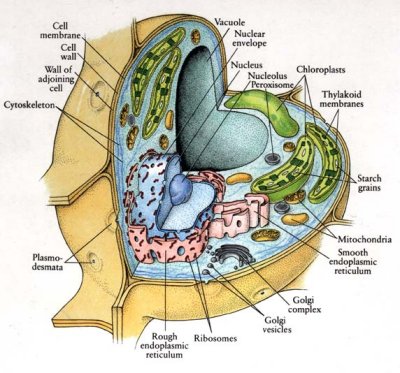 Plant Cell Chlorophyll