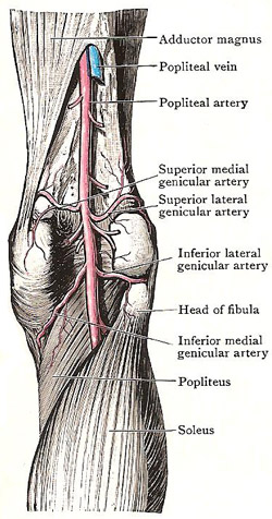 popliteal artery and vein
