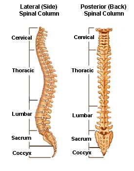 skeletal system vertebrae