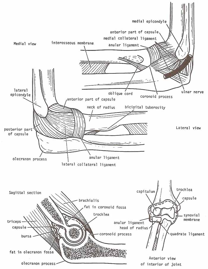 right elbow joint